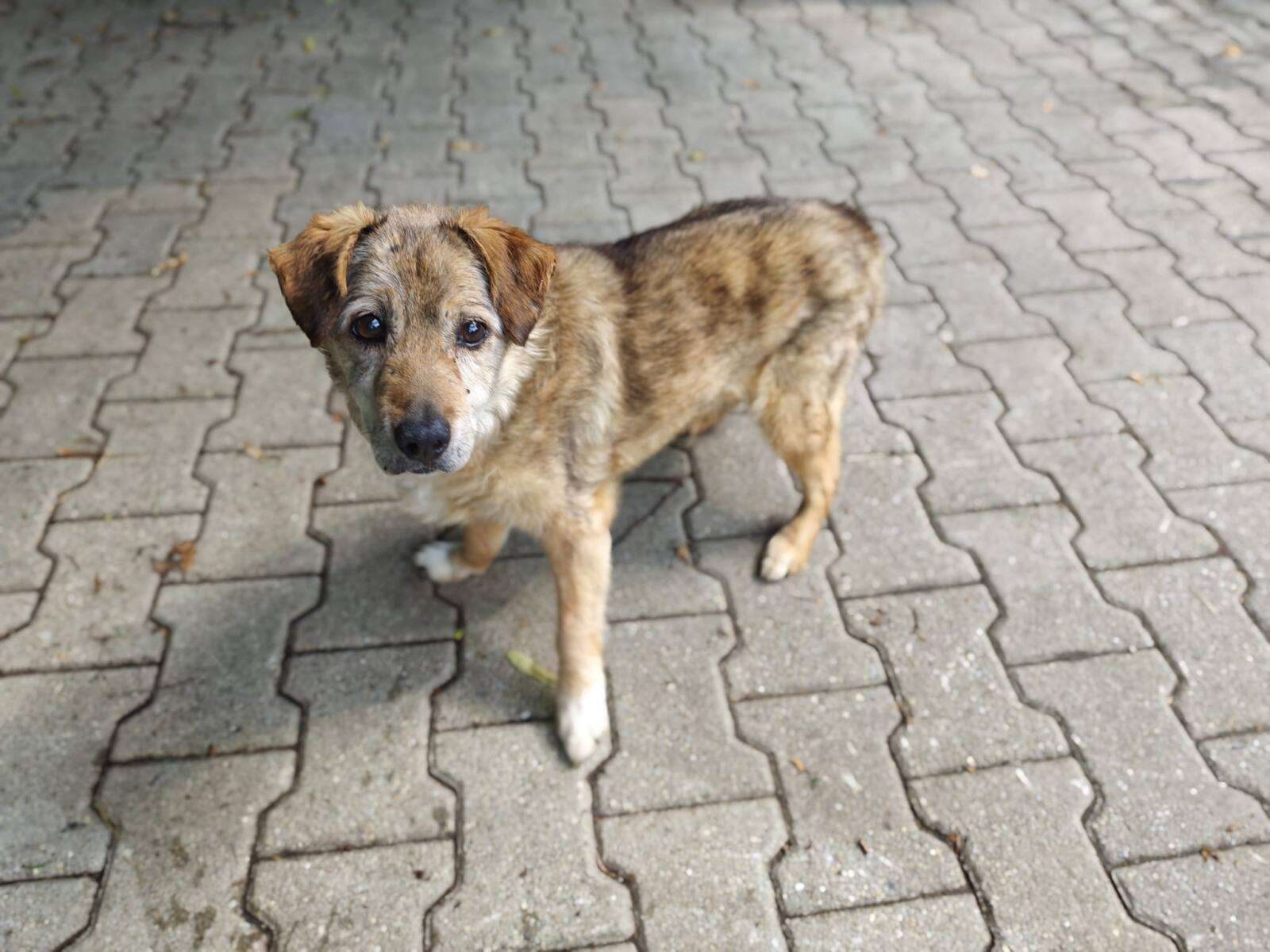 Kaziu Hund Kaziu Zuhause gesucht Tierheim Hoffnung für Tiere