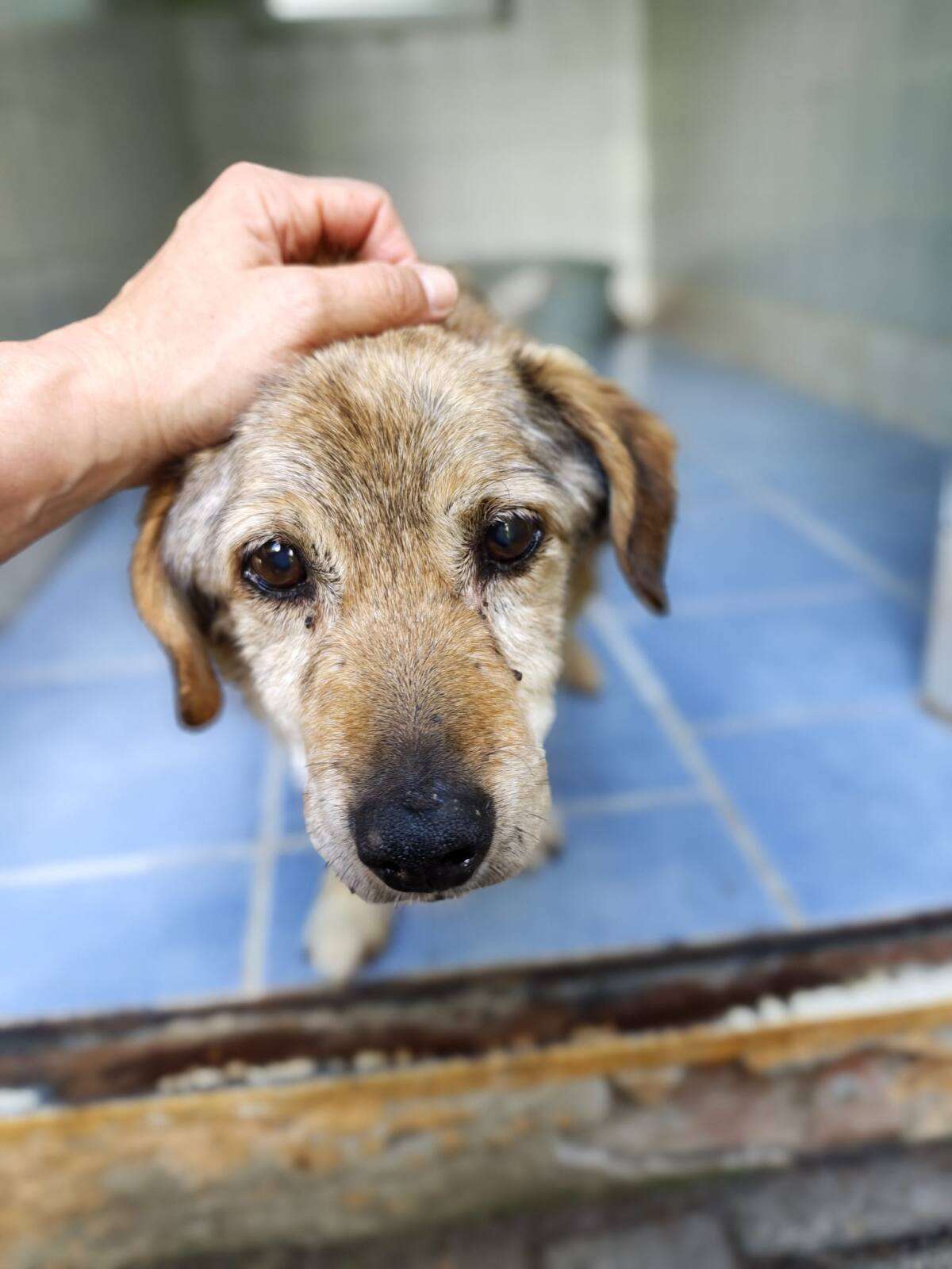 Kaziu Hund Kaziu Zuhause gesucht Tierheim Hoffnung für Tiere