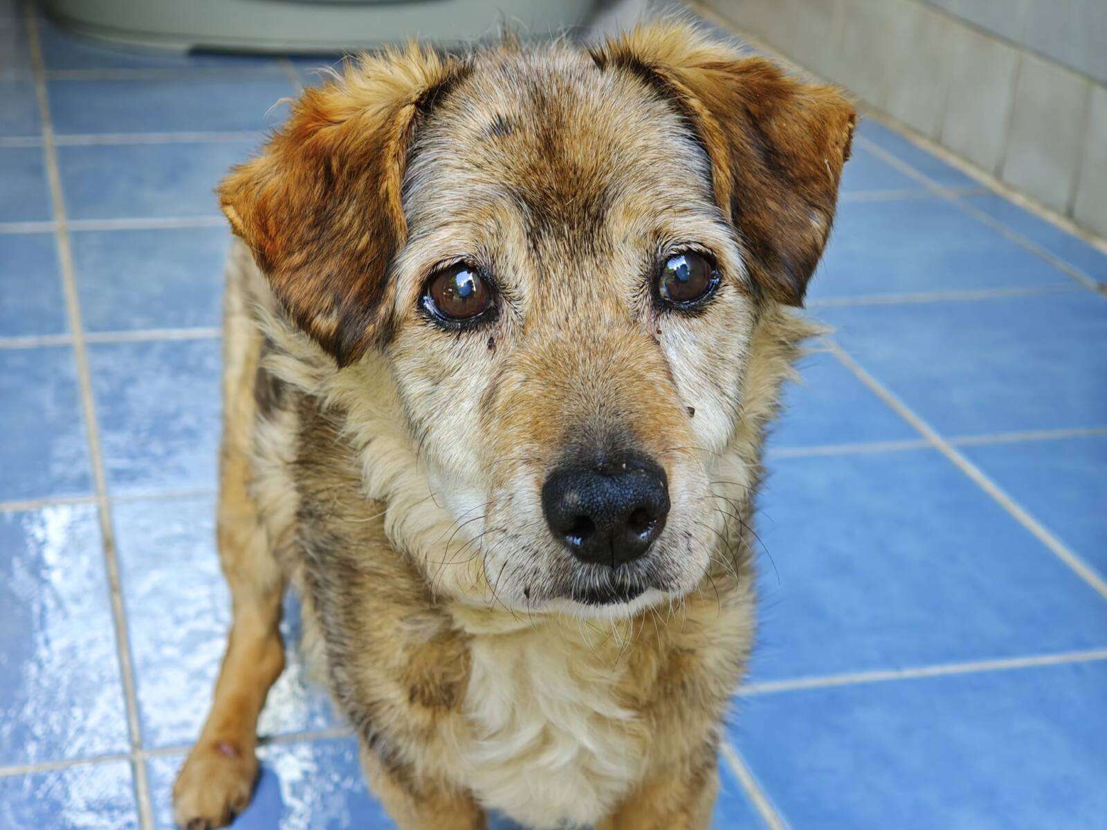 Hund Kaziu Zuhause gesucht Tierheim Hoffnung für Tiere