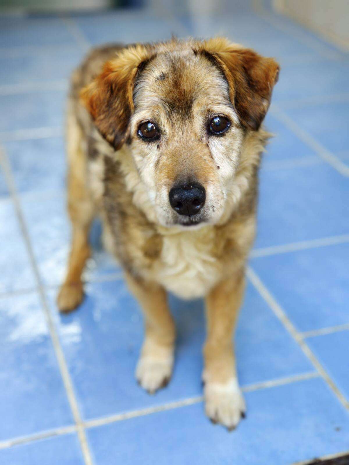 Kaziu Hund Kaziu Zuhause gesucht Tierheim Hoffnung für Tiere