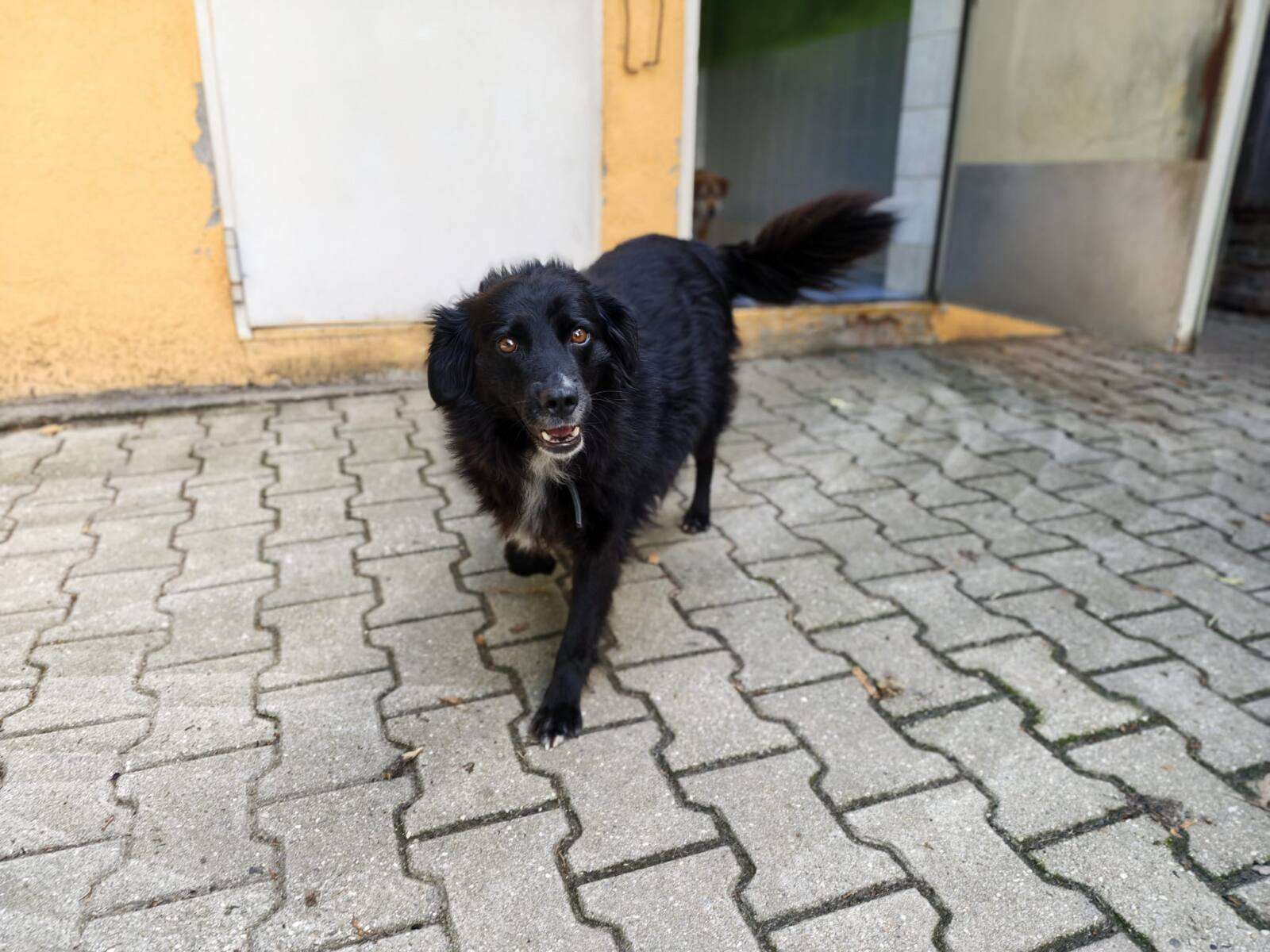 Majka Hund Majka Zuhause gesucht Tierheim Hoffnung für Tiere