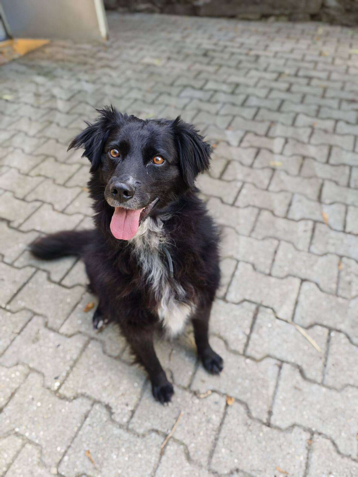 Majka Hund Majka Zuhause gesucht Tierheim Hoffnung für Tiere
