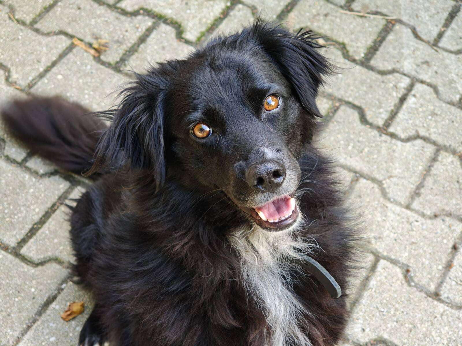 Hund Majka Zuhause gesucht Tierheim Hoffnung für Tiere