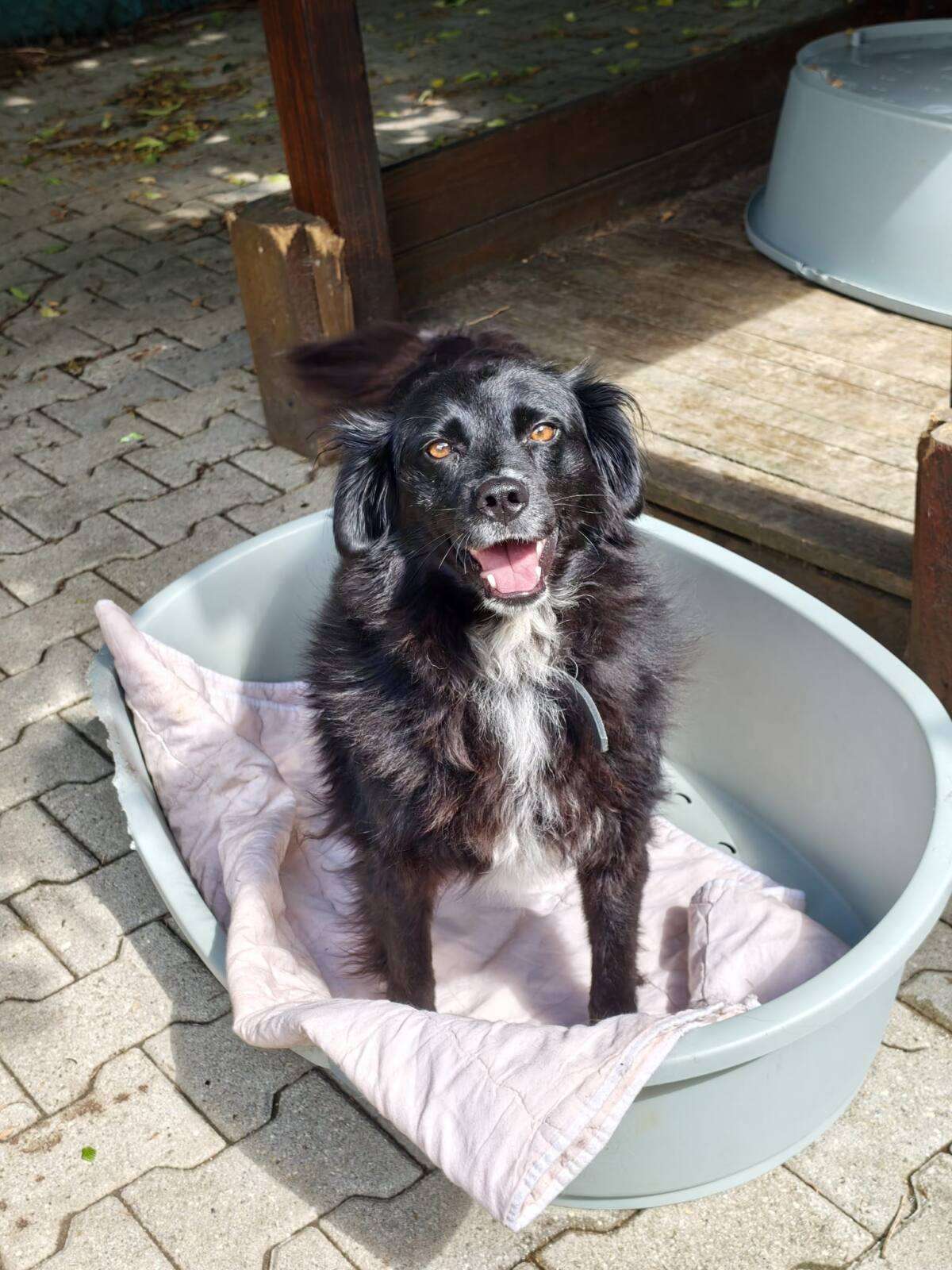 Majka Hund Majka Zuhause gesucht Tierheim Hoffnung für Tiere