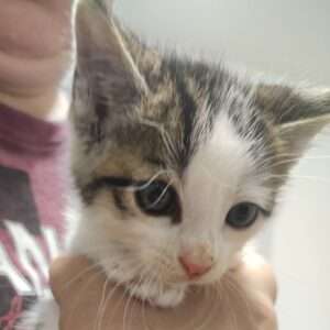 k2 Kater 2