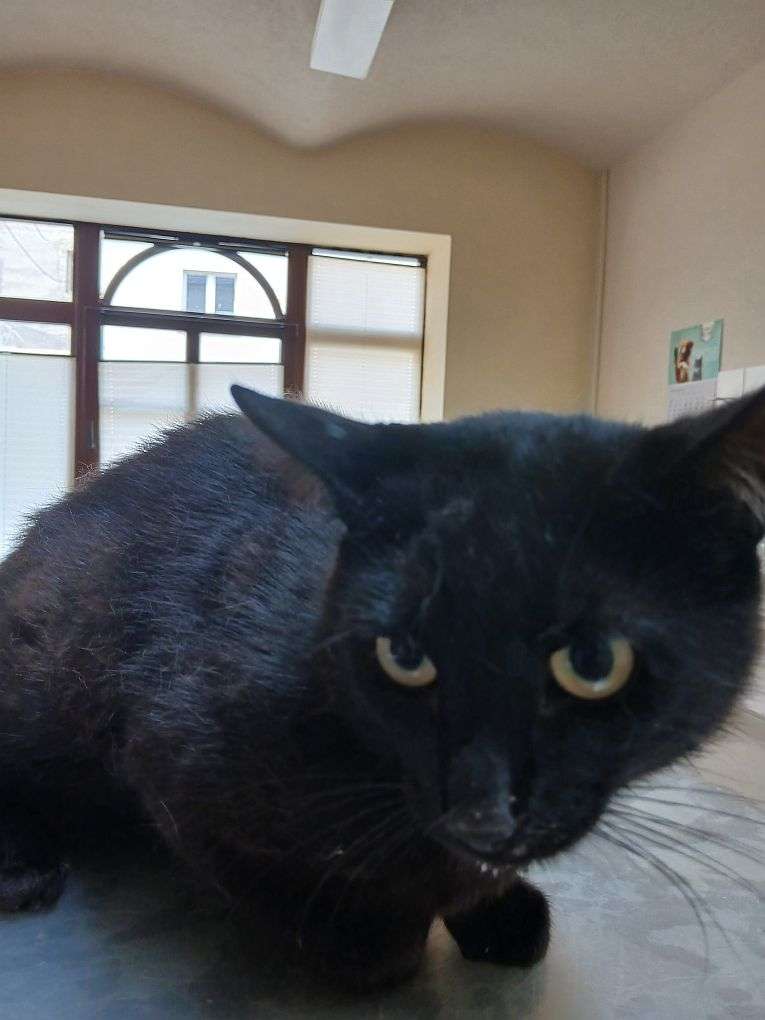 Fundkater Brauna