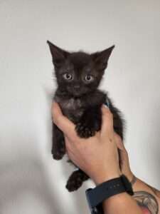 Kater 1