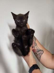 Kater 2