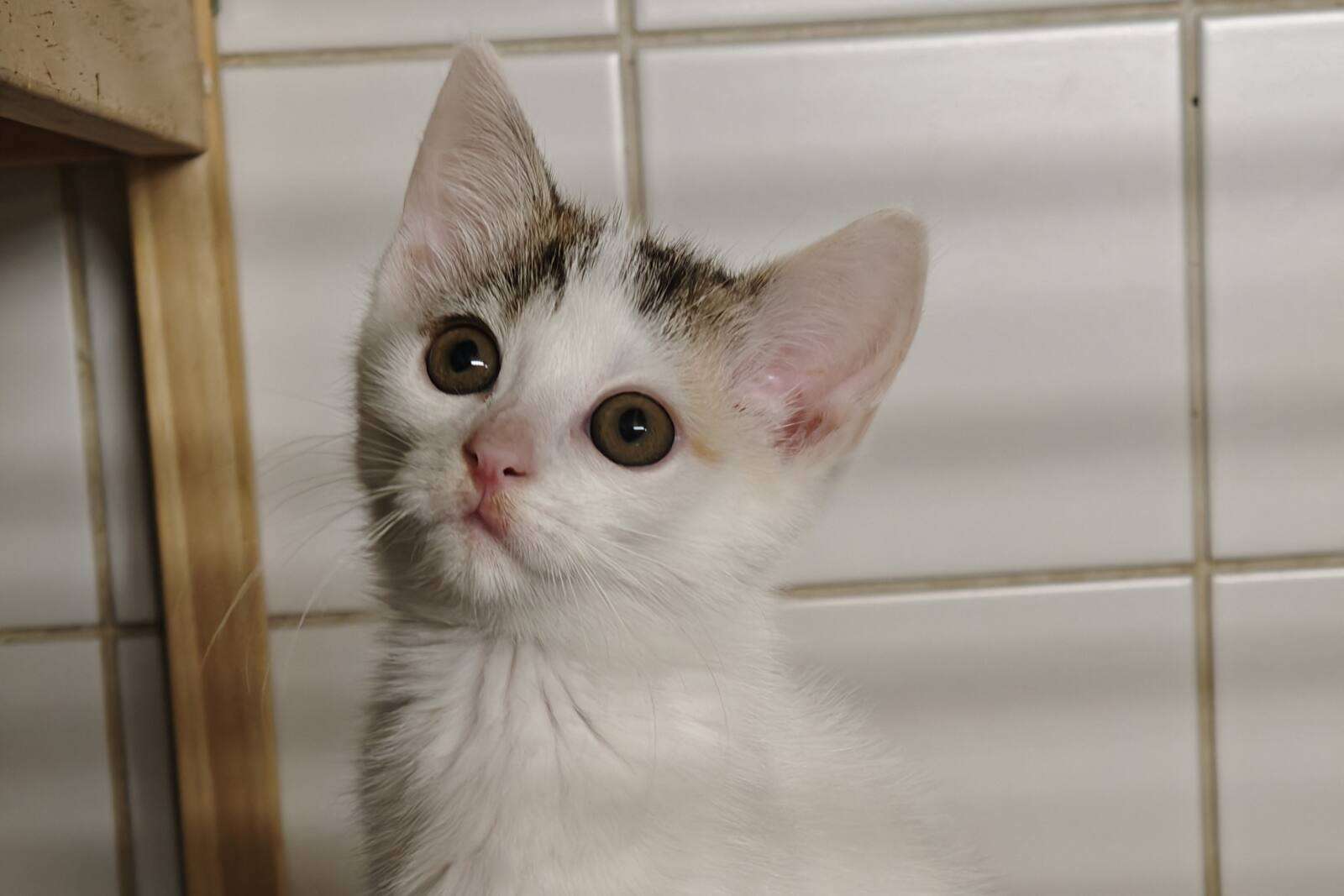 Katze Bella Zuhause gesucht Tierheim Hoffnung für Tiere