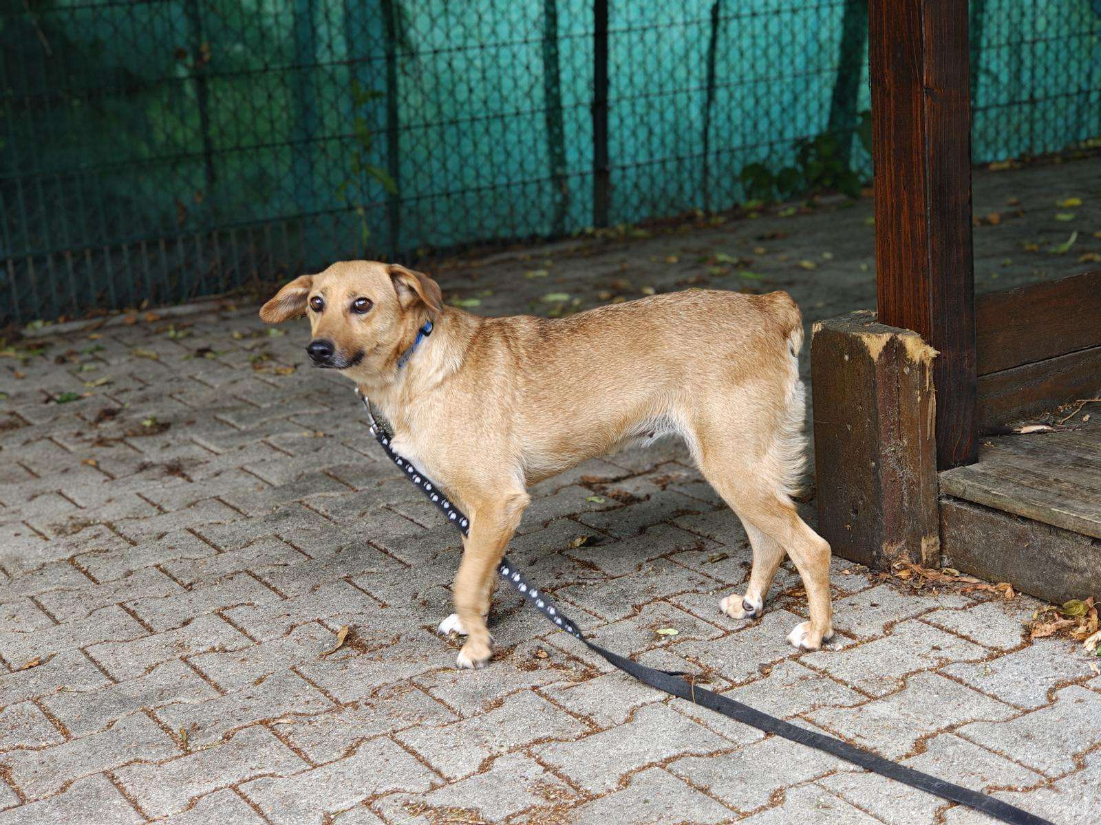 Hund Frotka Zuhause gesucht Tierheim Hoffnung für Tiere