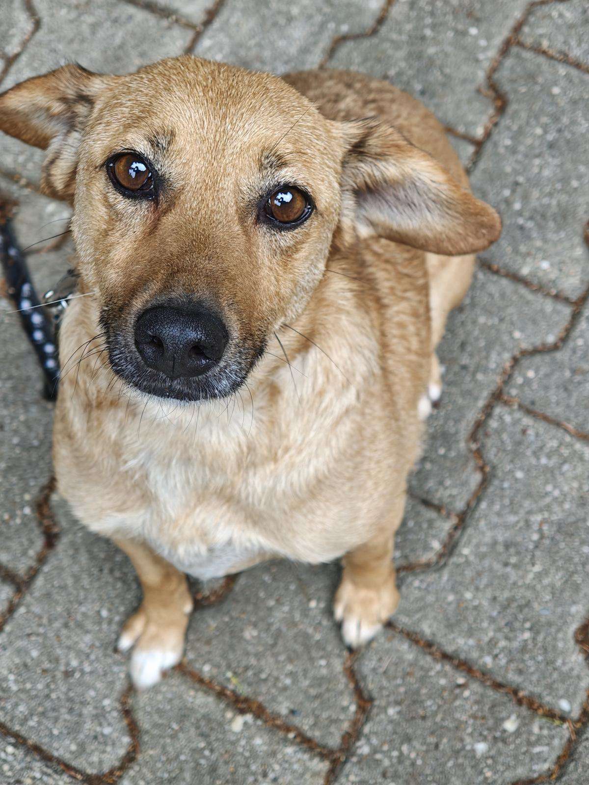 Hund Frotka Zuhause gesucht Tierheim Hoffnung für Tiere