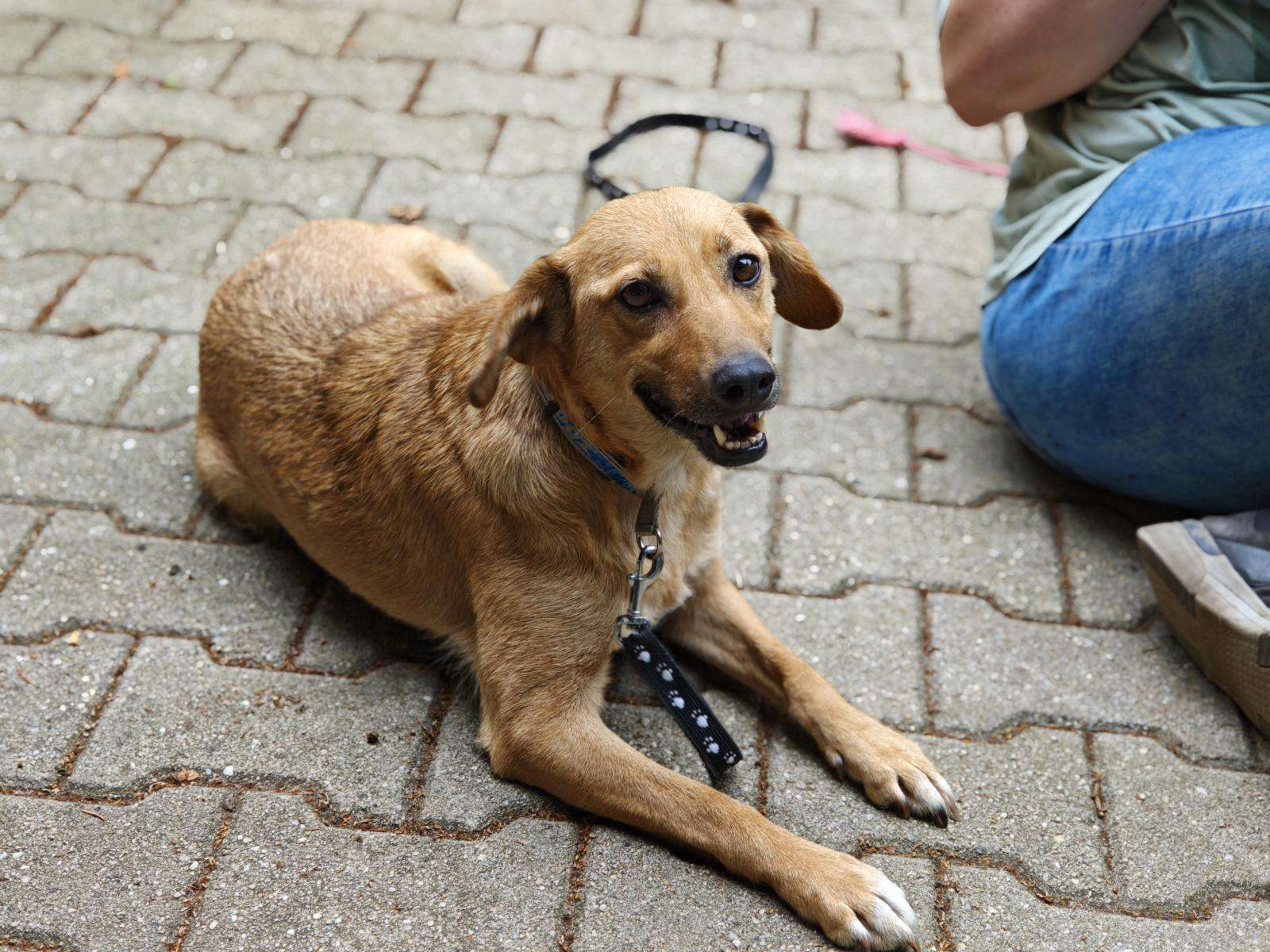 Hund Frotka Zuhause gesucht Tierheim Hoffnung für Tiere