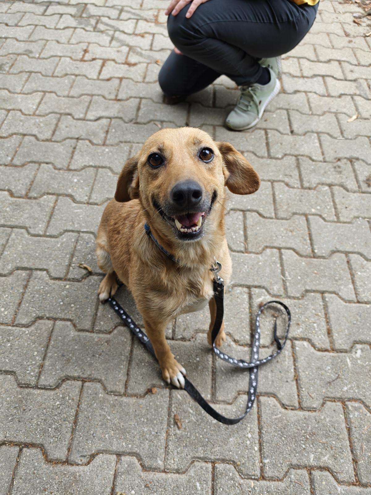 Hund Frotka Zuhause gesucht Tierheim Hoffnung für Tiere