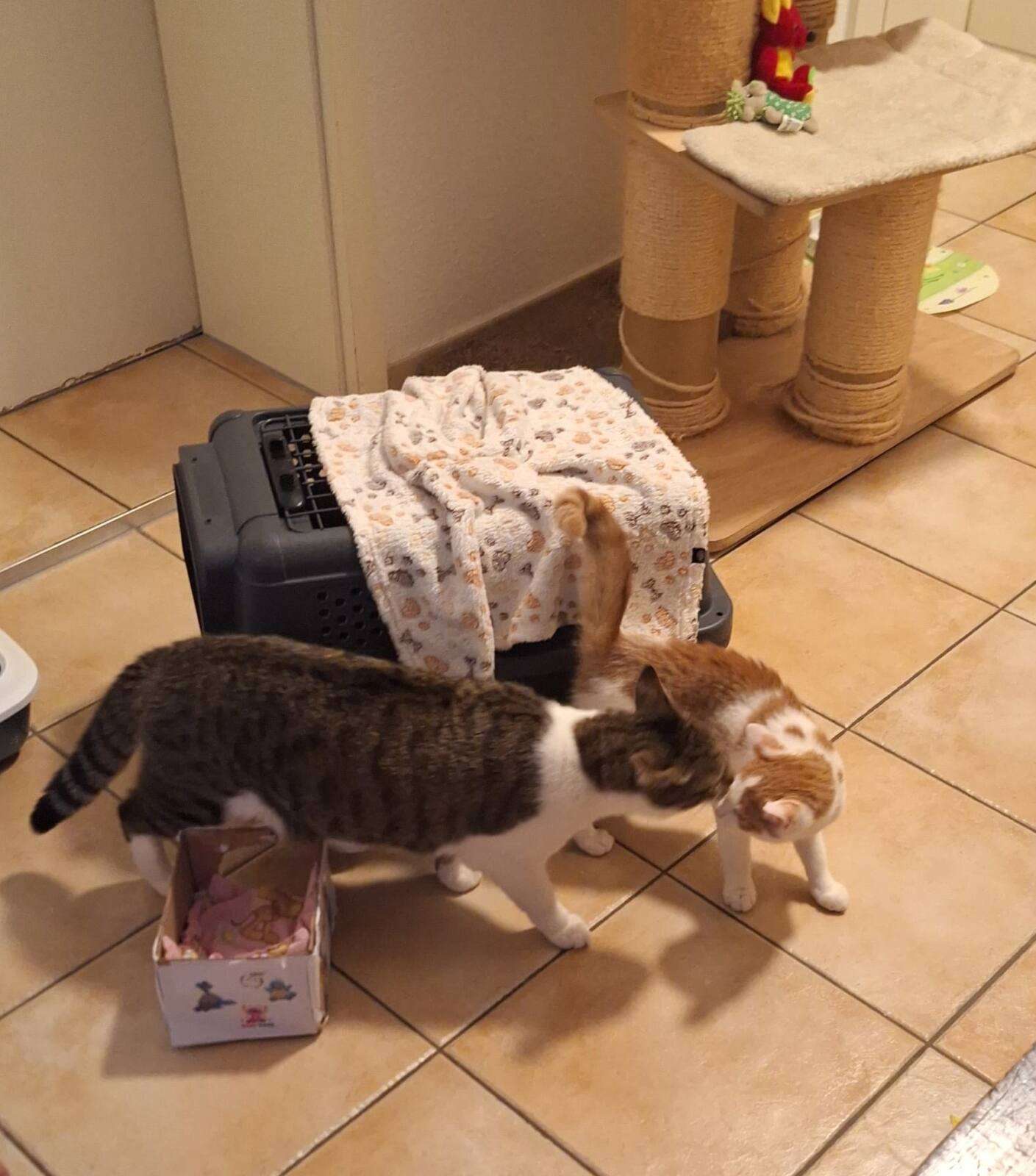 Sissi im neuen Zuhause