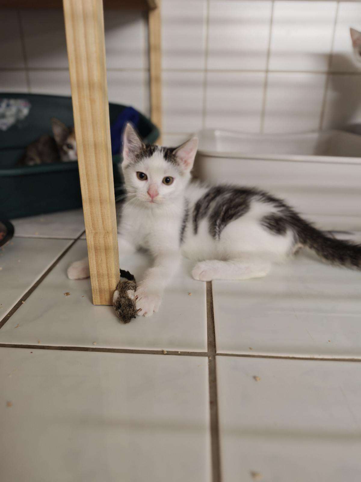 Fiete Katze Fiete Zuhause gesucht Tierheim Hoffnung für Tiere