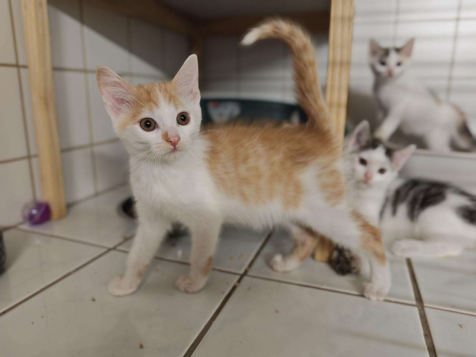 Benito Katze Benito Zuhause gesucht Tierheim Hoffnung für Tiere