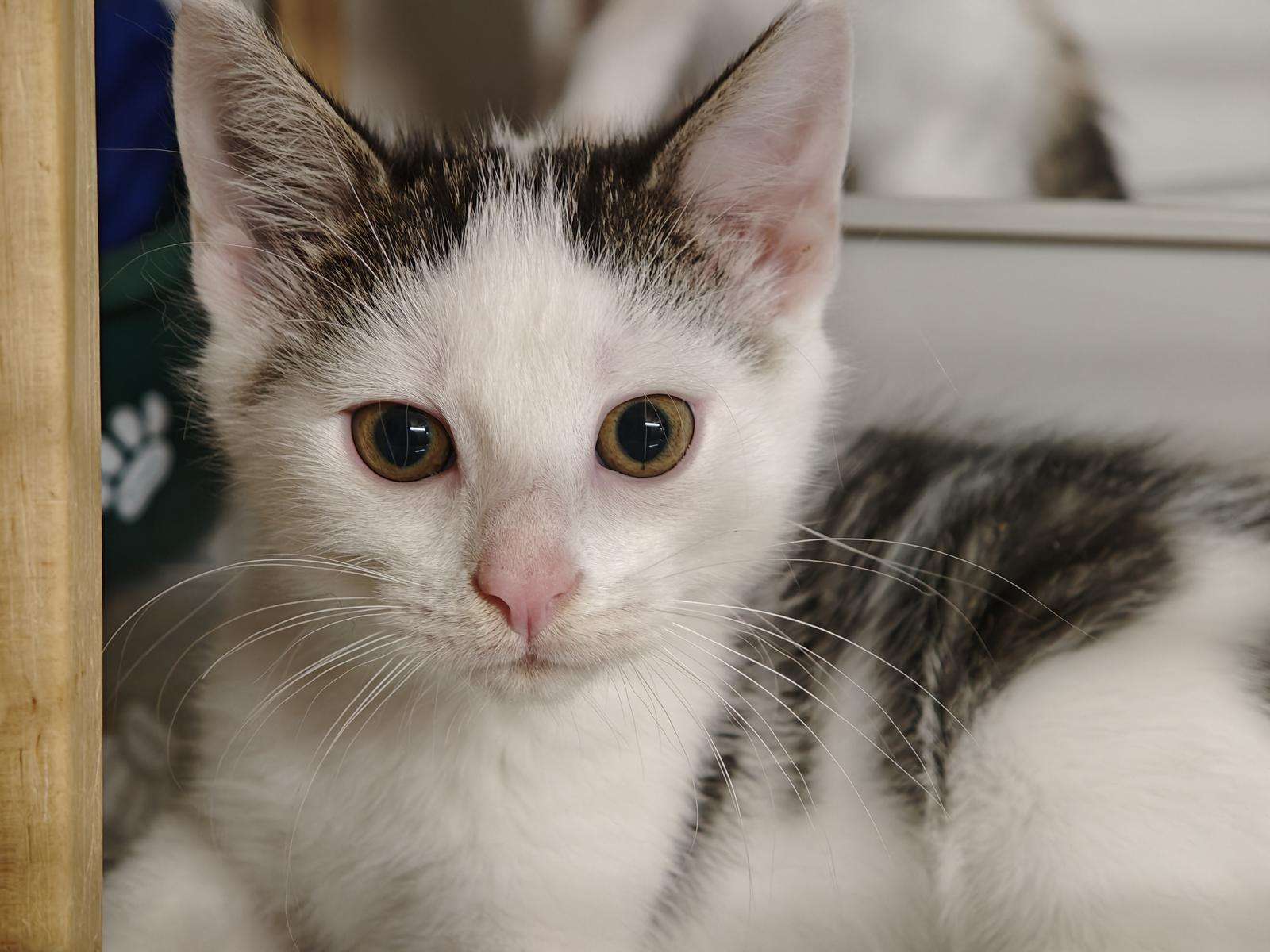 Katze Fiete Zuhause gesucht Tierheim Hoffnung für Tiere
