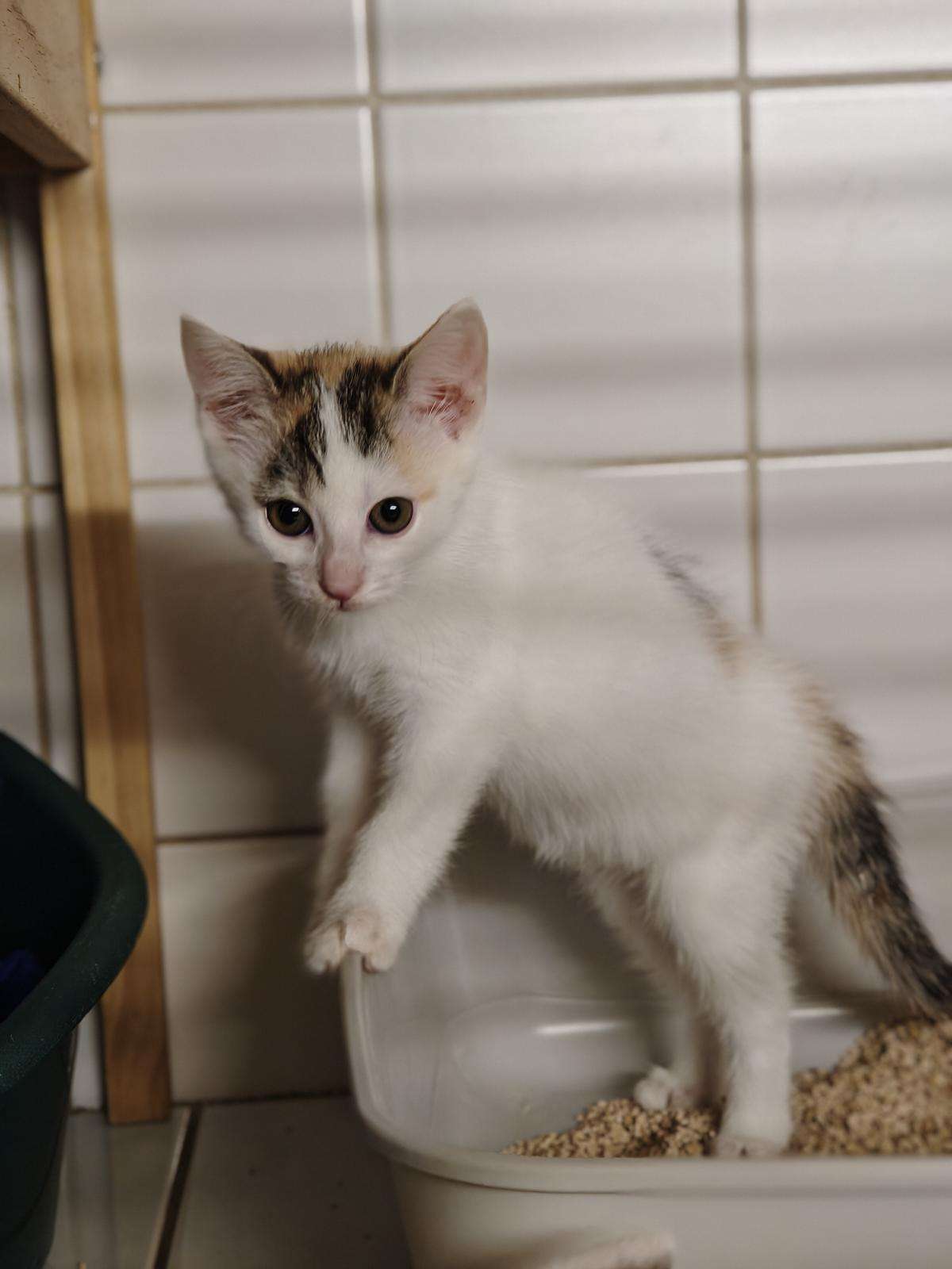 Katze Bella Zuhause gesucht Tierheim Hoffnung für Tiere