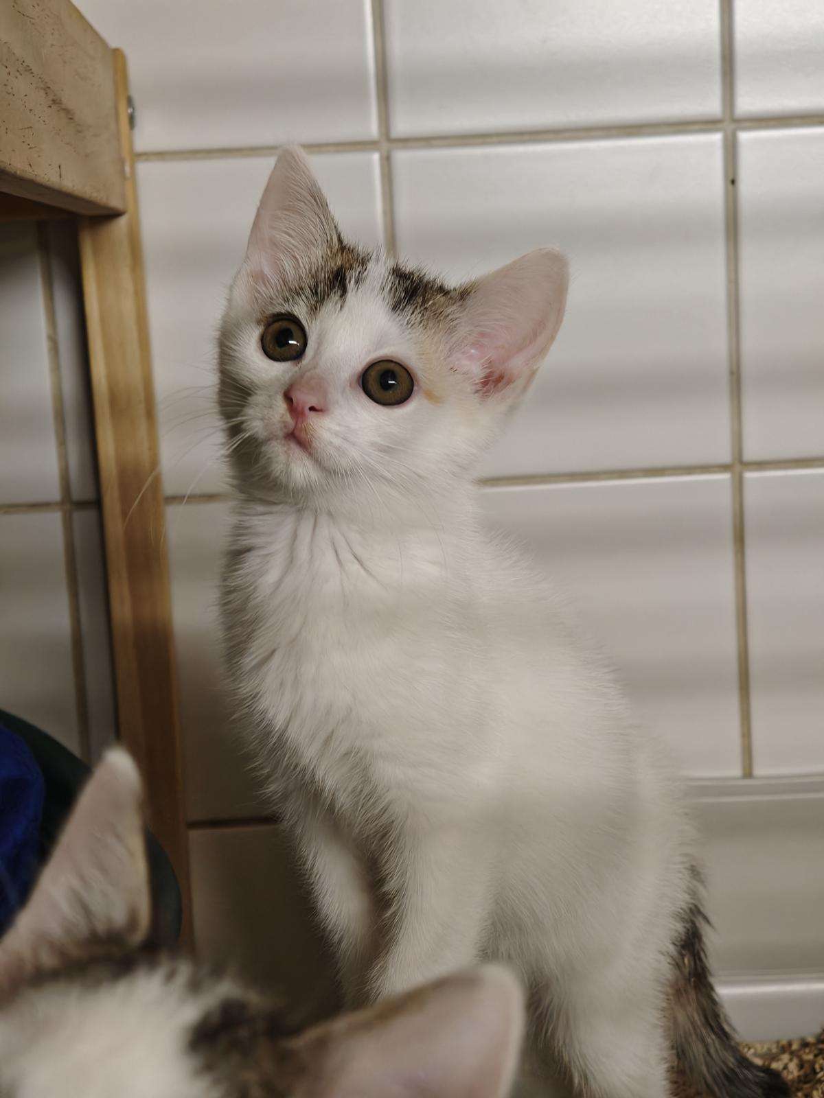 Katze Bella Zuhause gesucht Tierheim Hoffnung für Tiere