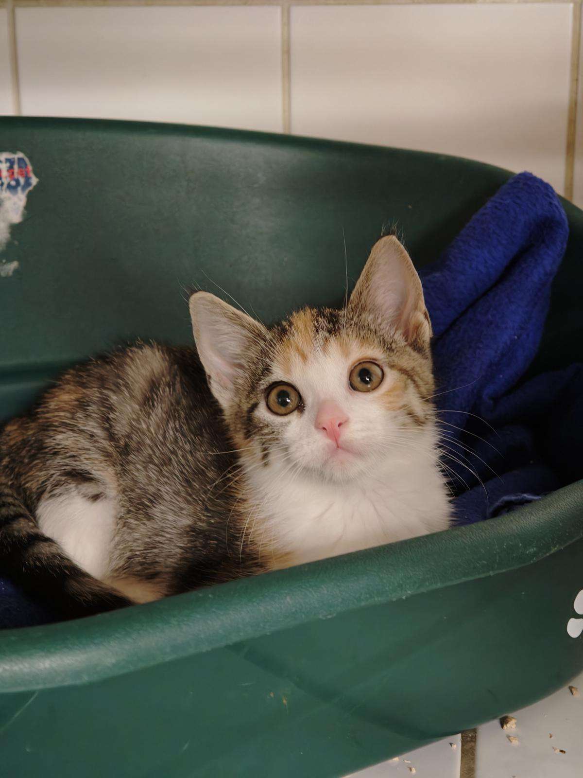 Katze Betty Zuhause gesucht Tierheim Hoffnung für Tiere