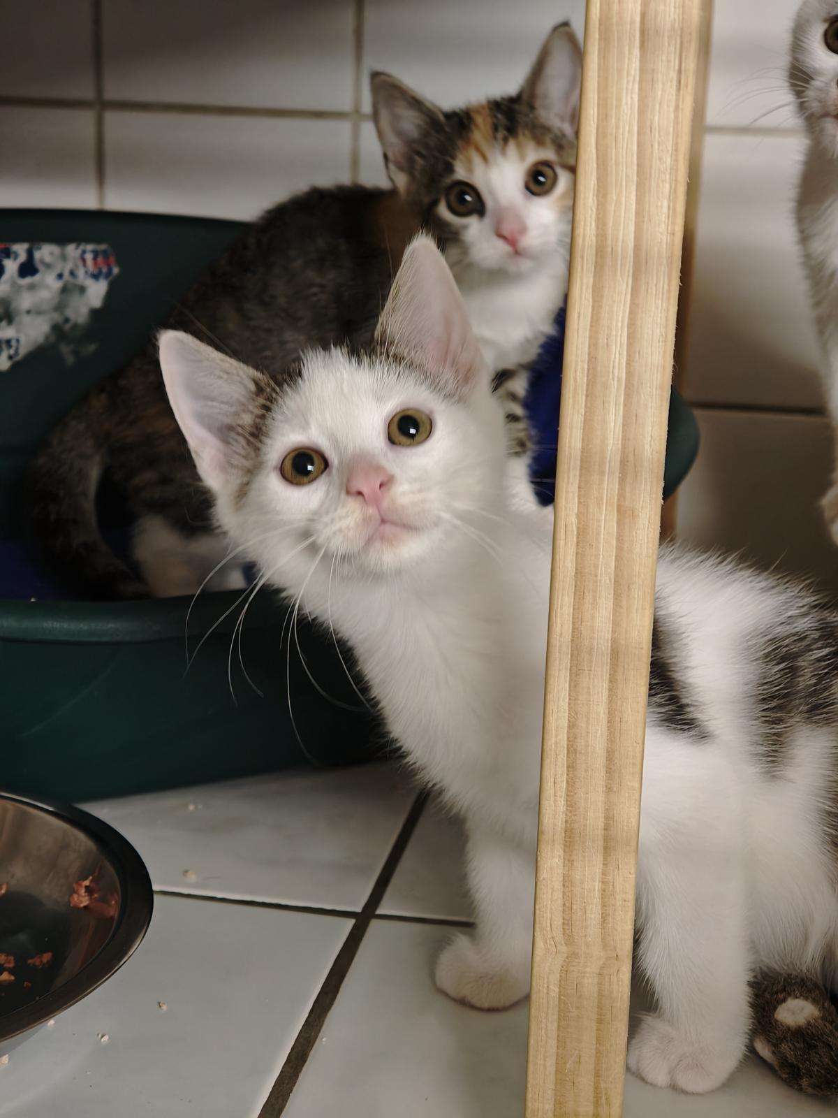 Fiete Katze Fiete Zuhause gesucht Tierheim Hoffnung für Tiere