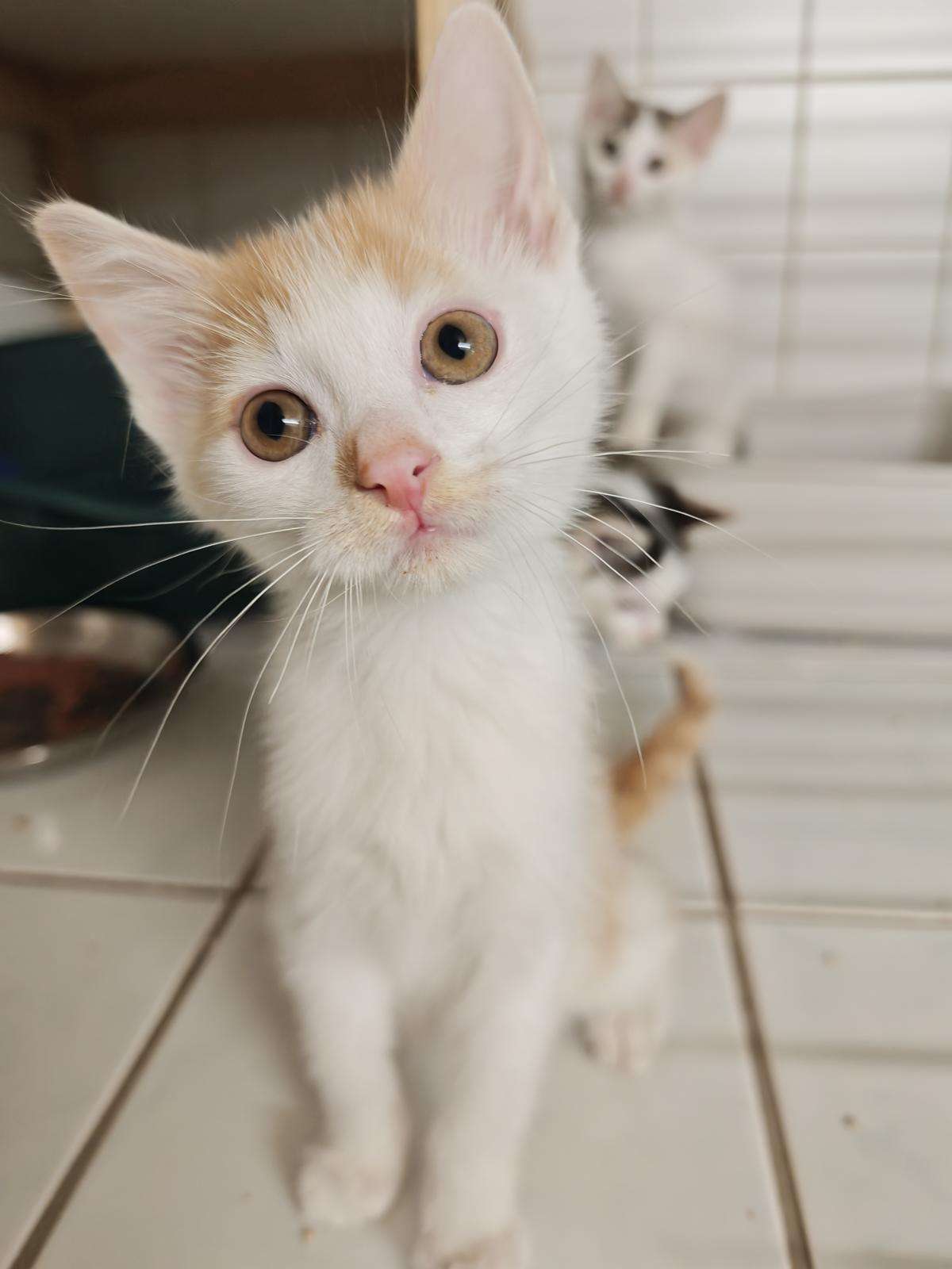 Benito Katze Benito Zuhause gesucht Tierheim Hoffnung für Tiere