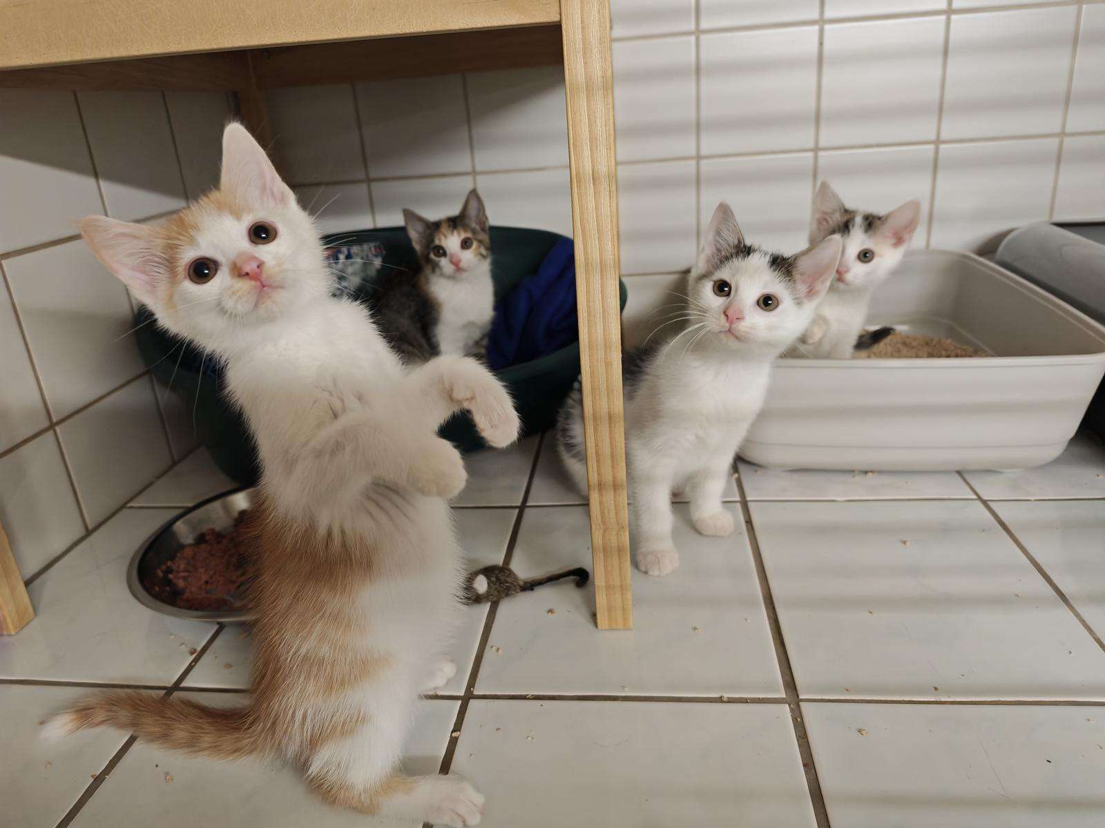 Benito Katze Benito Zuhause gesucht Tierheim Hoffnung für Tiere