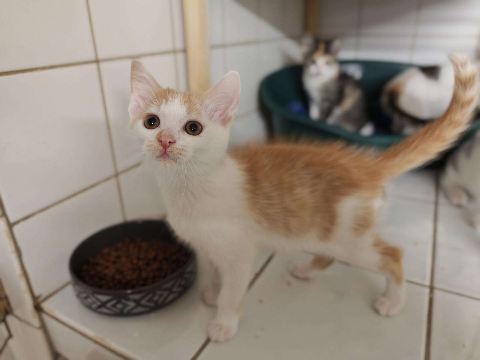 Katze Benito Zuhause gesucht Tierheim Hoffnung für Tiere