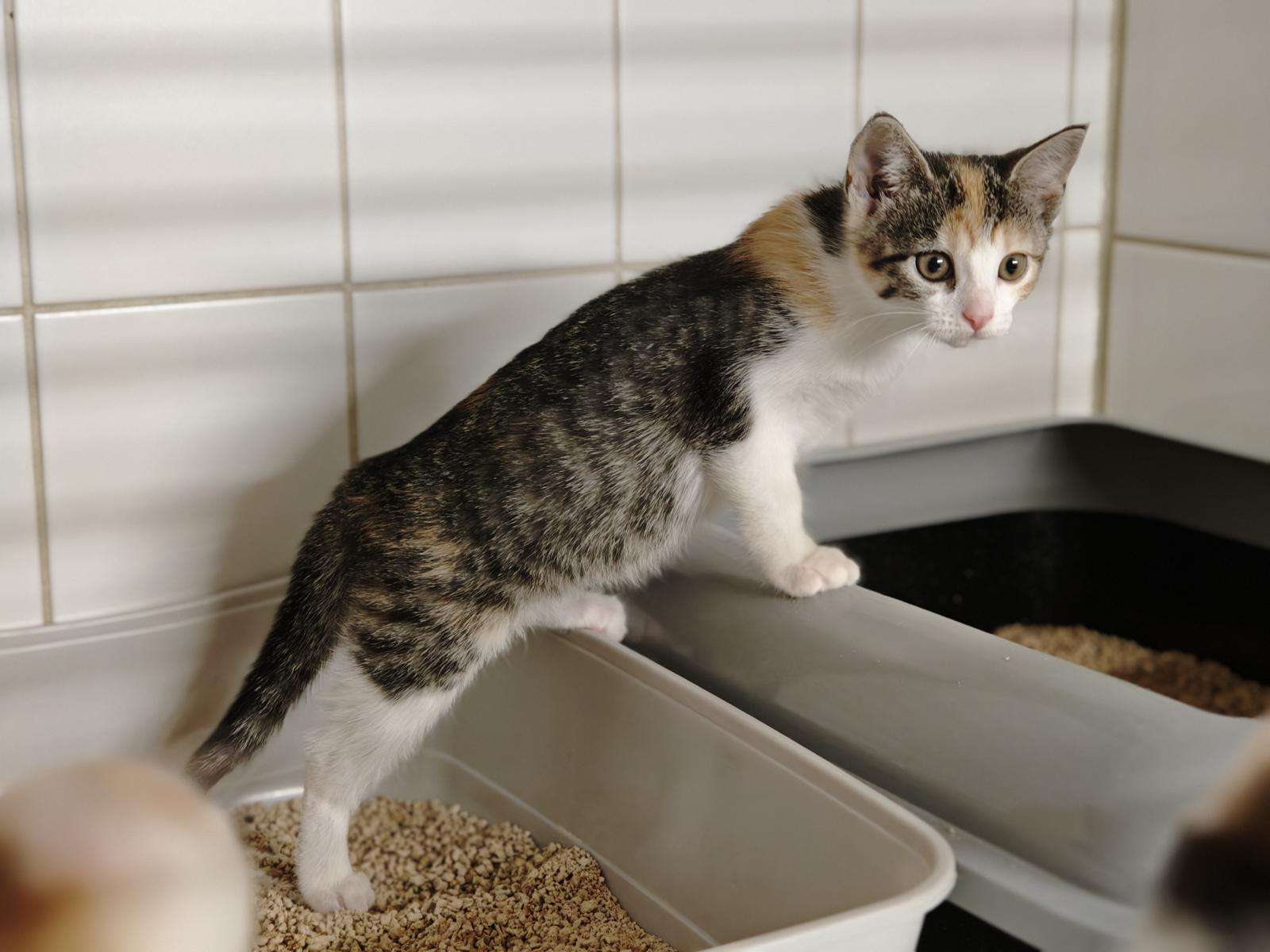 Katze Betty Zuhause gesucht Tierheim Hoffnung für Tiere