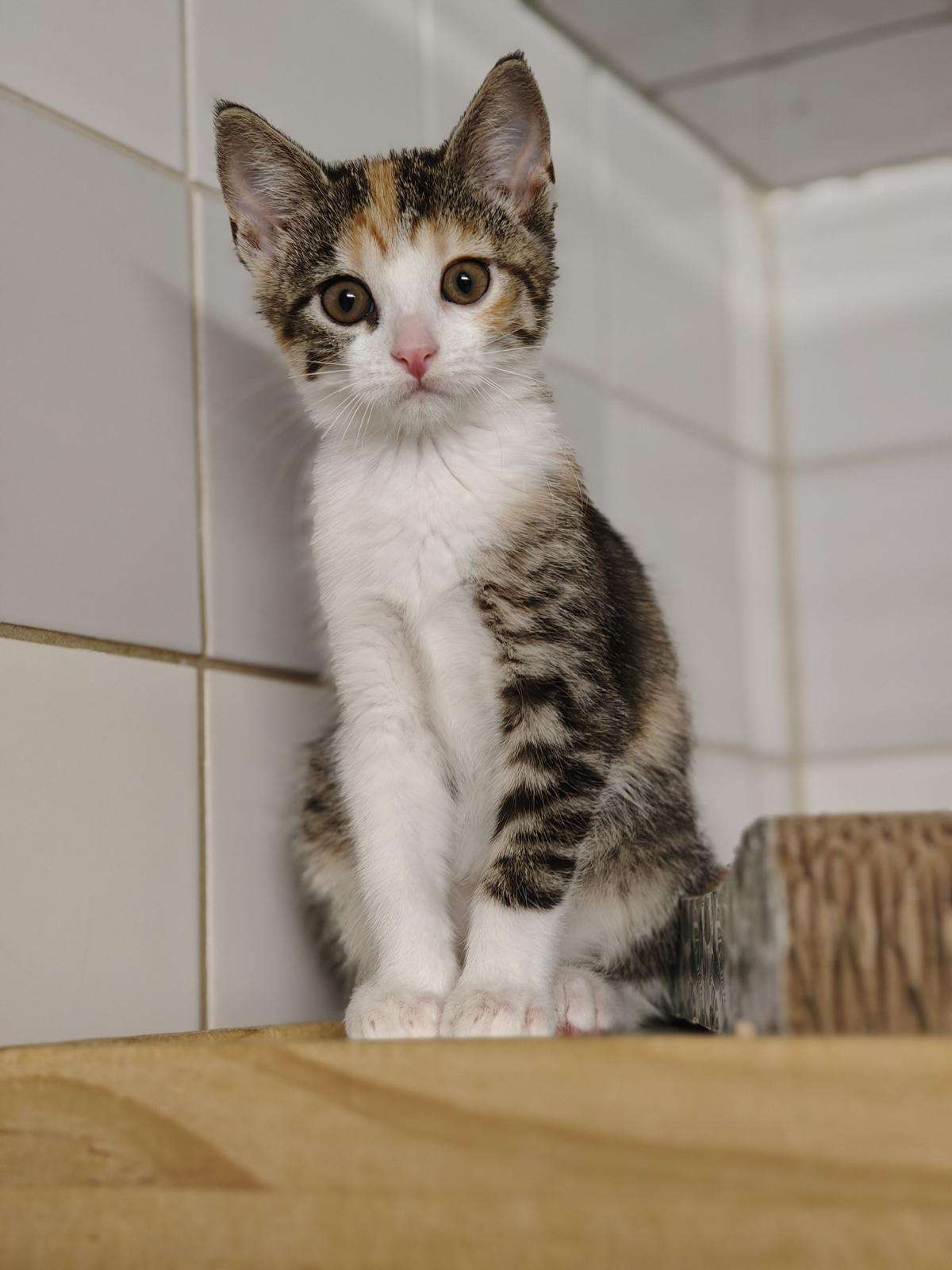 Katze Betty Zuhause gesucht Tierheim Hoffnung für Tiere
