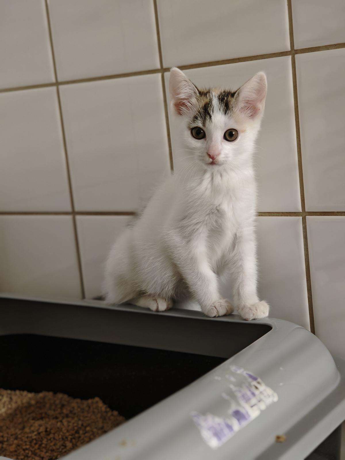 Katze Bella Zuhause gesucht Tierheim Hoffnung für Tiere