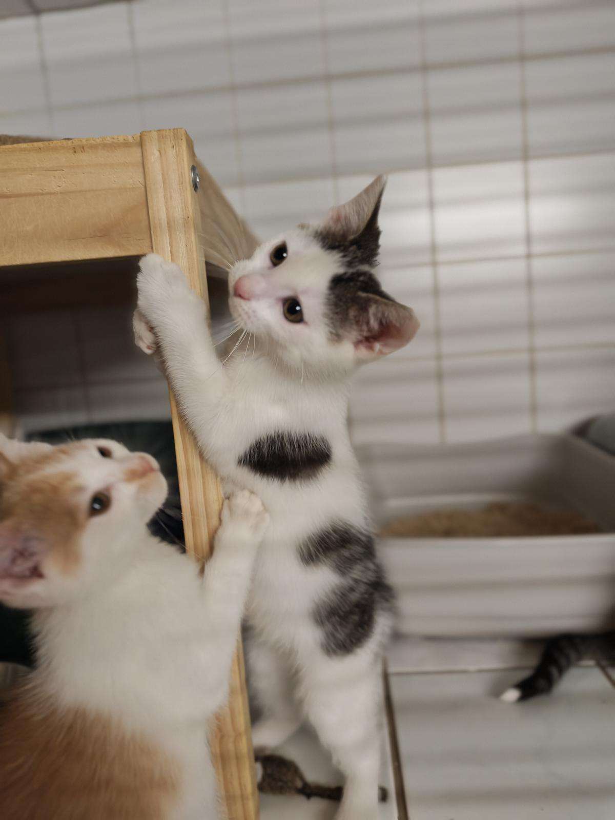 Fiete Katze Fiete Zuhause gesucht Tierheim Hoffnung für Tiere