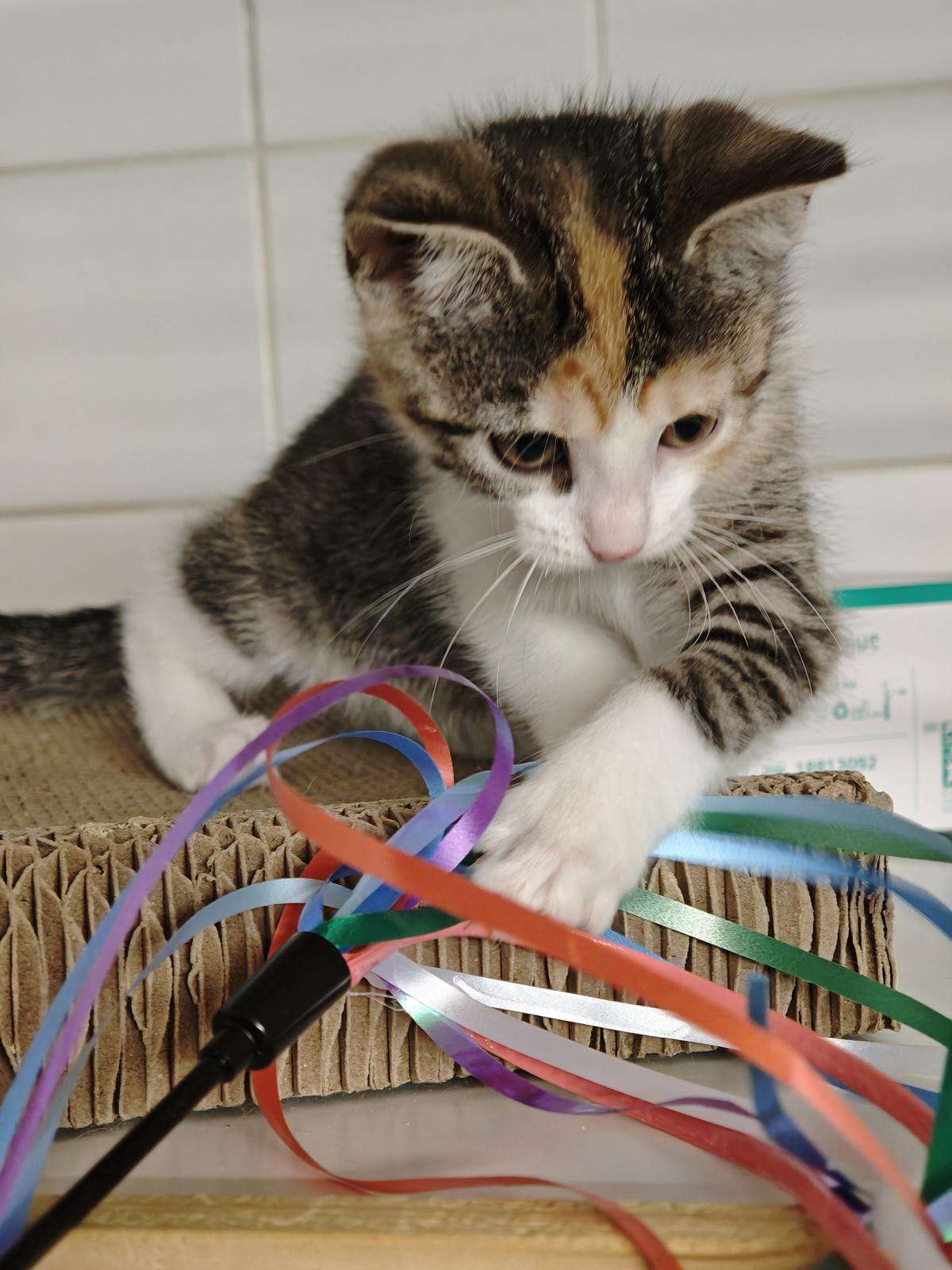 Katze Betty Zuhause gesucht Tierheim Hoffnung für Tiere