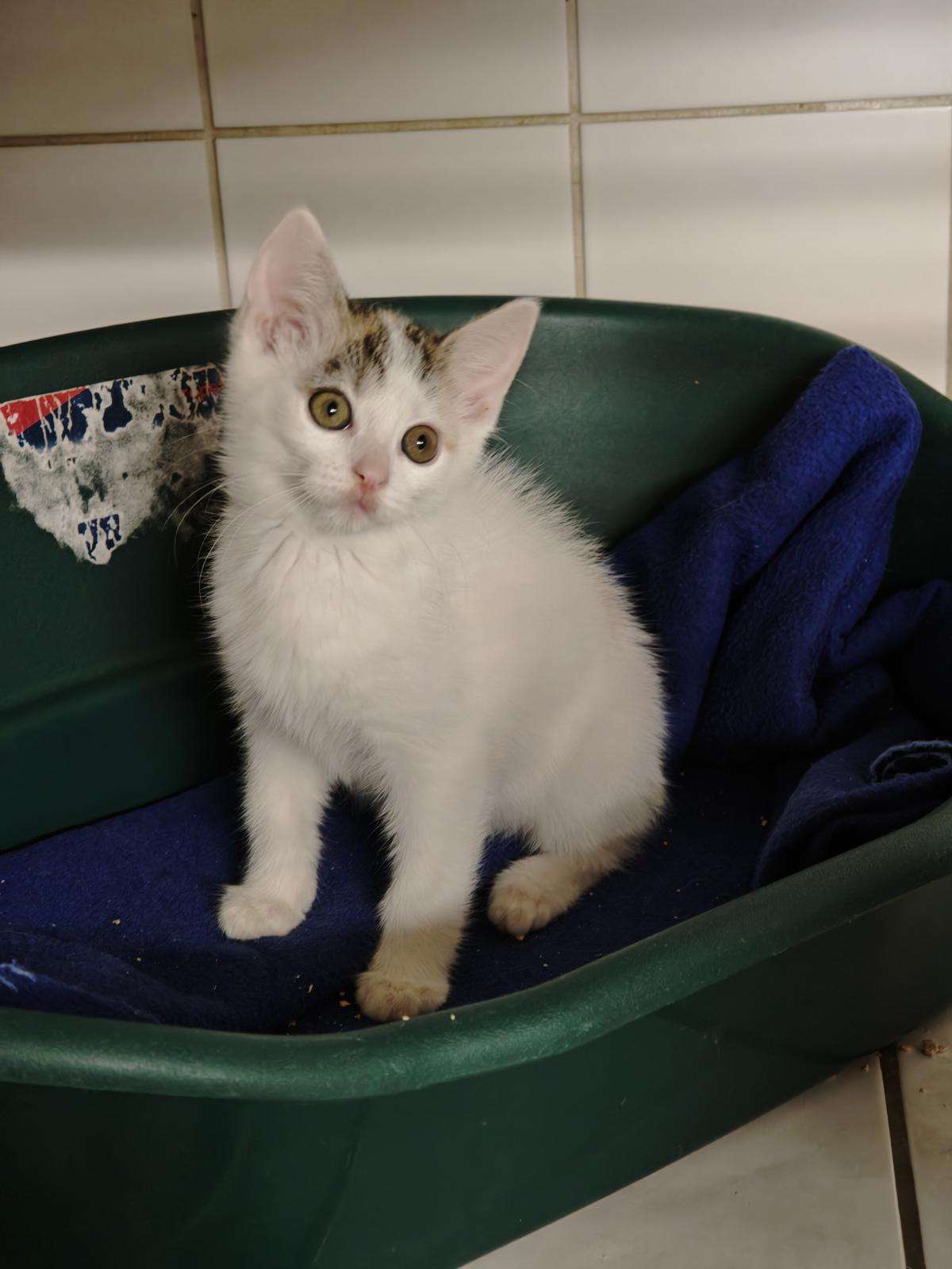 Katze Bella Zuhause gesucht Tierheim Hoffnung für Tiere