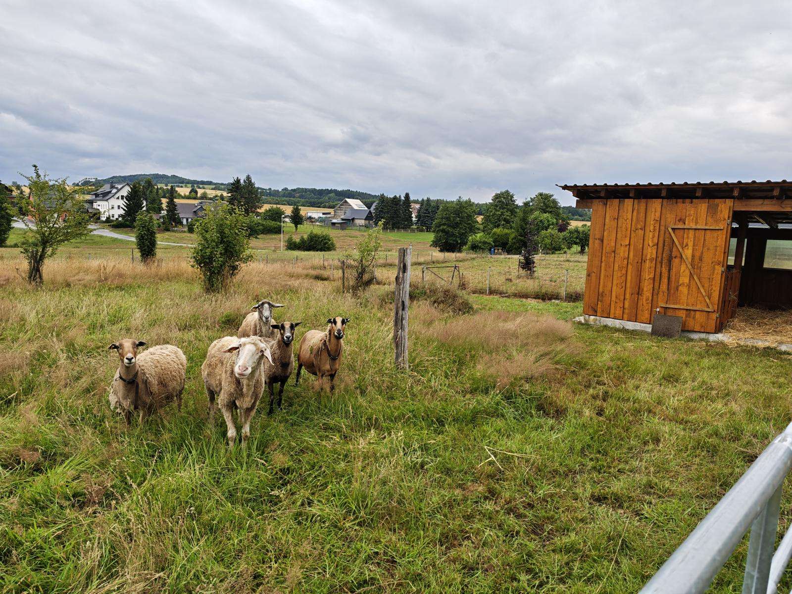 Schafstallprojekt beendet Schafe endlich auf der großen Weide