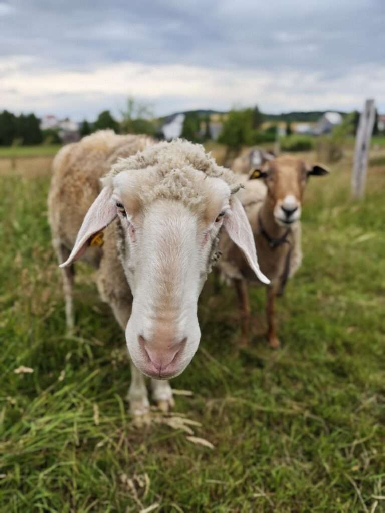 Schaf Lenny Schaf Lenny Tierheim Hoffnung für Tiere