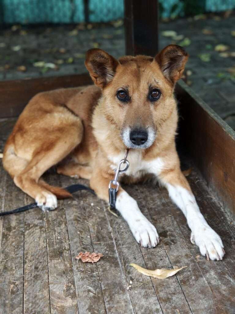 Jaklin_99_26 (32) Hund Jaklin Zuhause gesucht Tierheim Hoffnung für Tiere Tierhoffnung