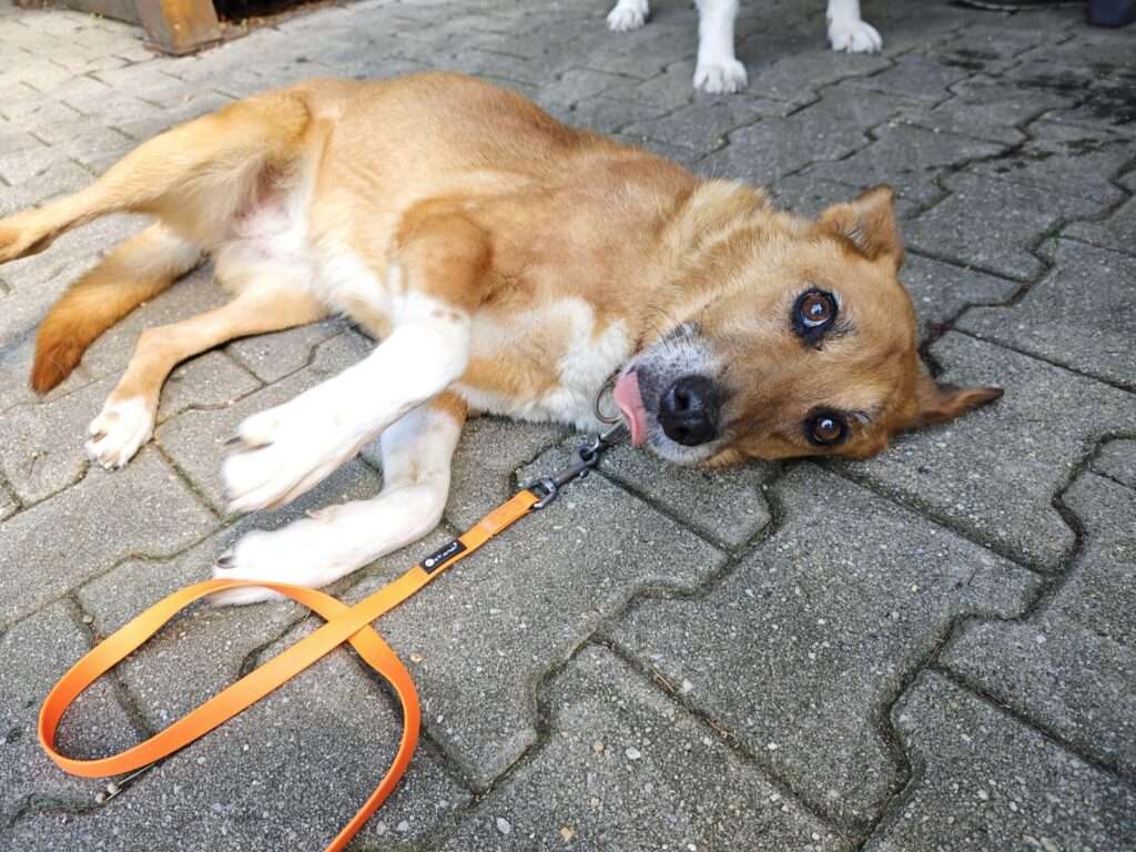 Jaklin_99_26 (5) Hund Jaklin Zuhause gesucht Tierheim Hoffnung für Tiere Tierhoffnung