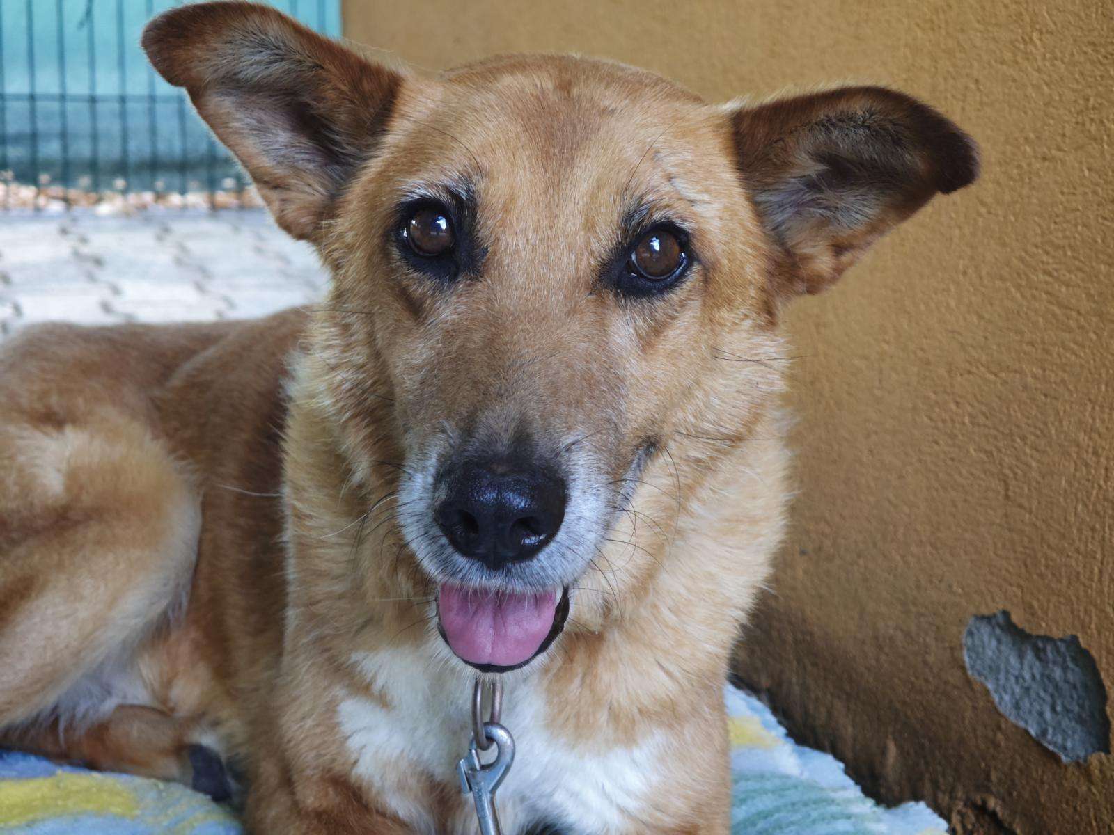Hund Jaklin Zuhause gesucht Tierheim Hoffnung für Tiere Tierhoffnung