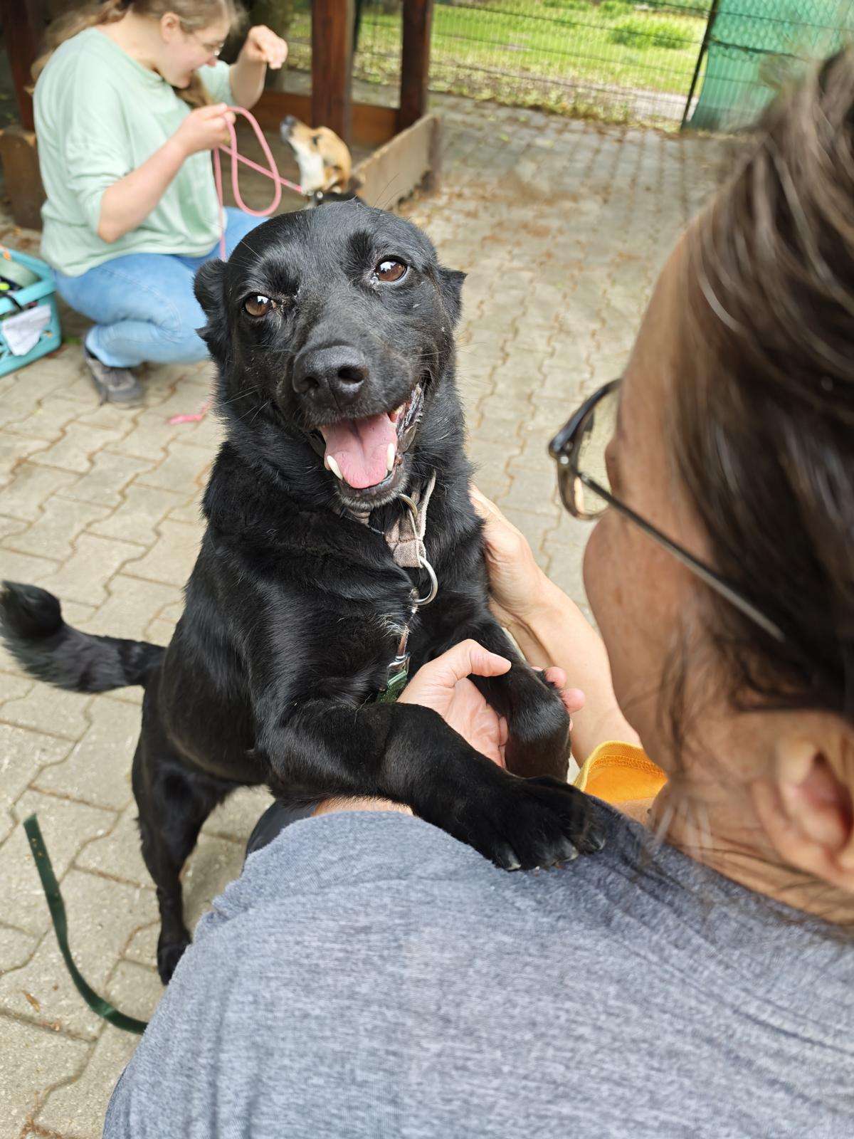 Hund Kawa Zuhause gesucht Tierheim Hoffnung für Tiere