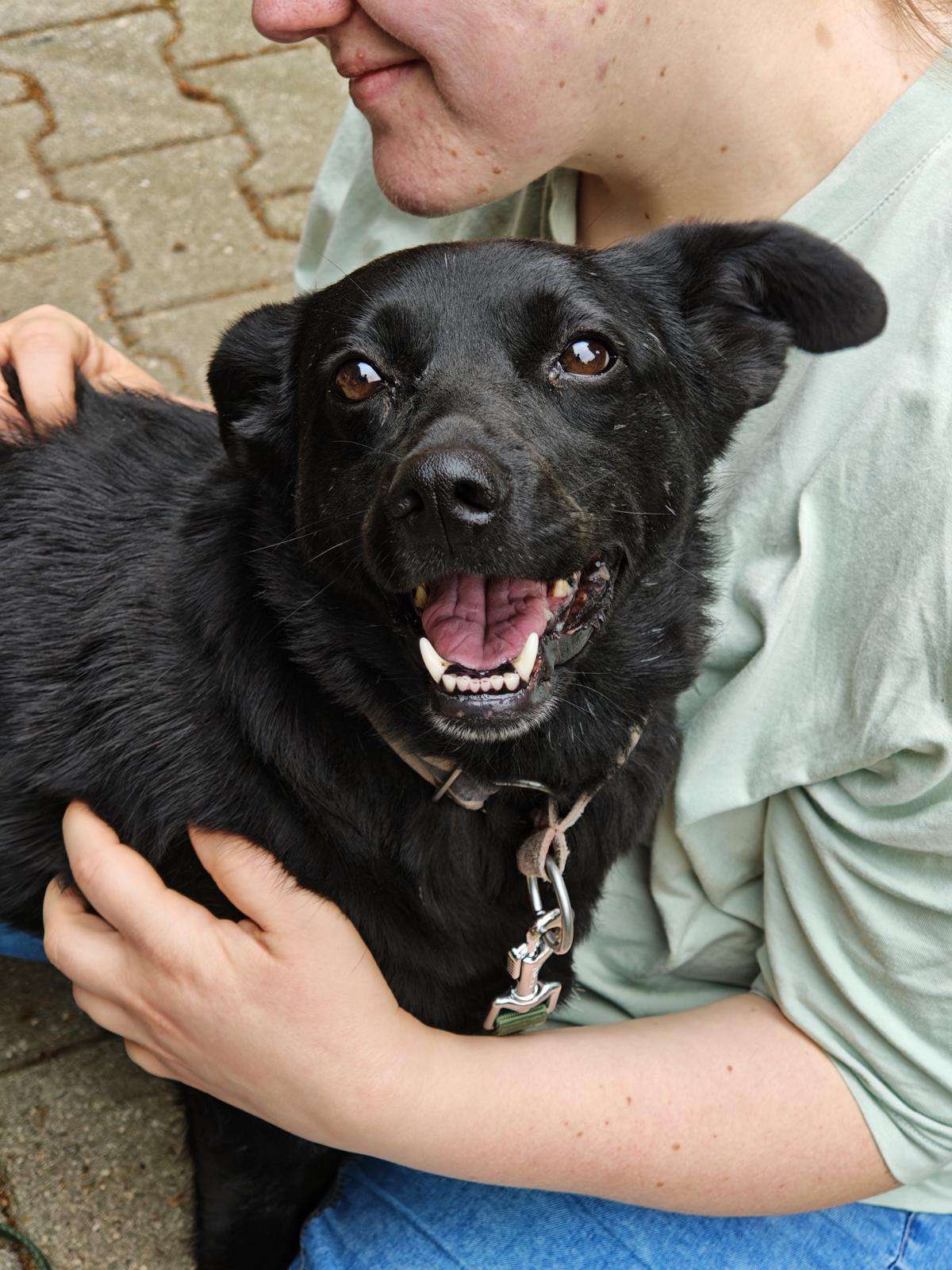 Hund Kawa Zuhause gesucht Tierheim Hoffnung für Tiere