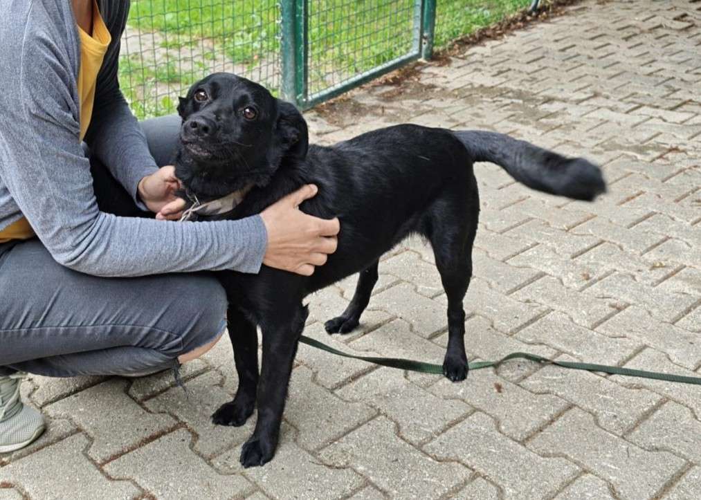 Hund Kawa Zuhause gesucht Tierheim Hoffnung für Tiere