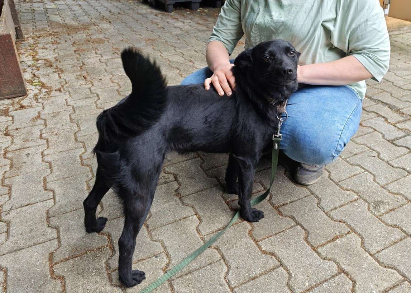 Hund Kawa Zuhause gesucht Tierheim Hoffnung für Tiere