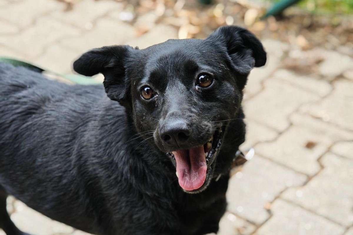Hund Kawa Zuhause gesucht Tierheim Hoffnung für Tiere