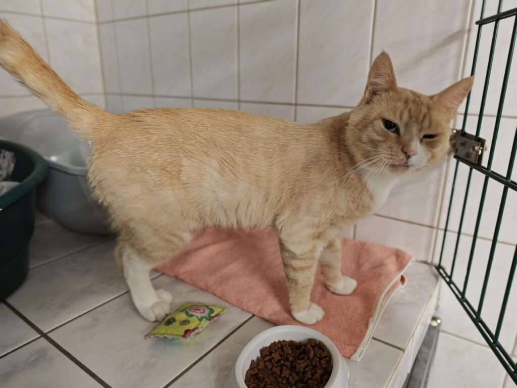 Lancelot_75_26 (10) Katze Lancelot Zuhause gesucht Tierheim Hoffnung für Tiere