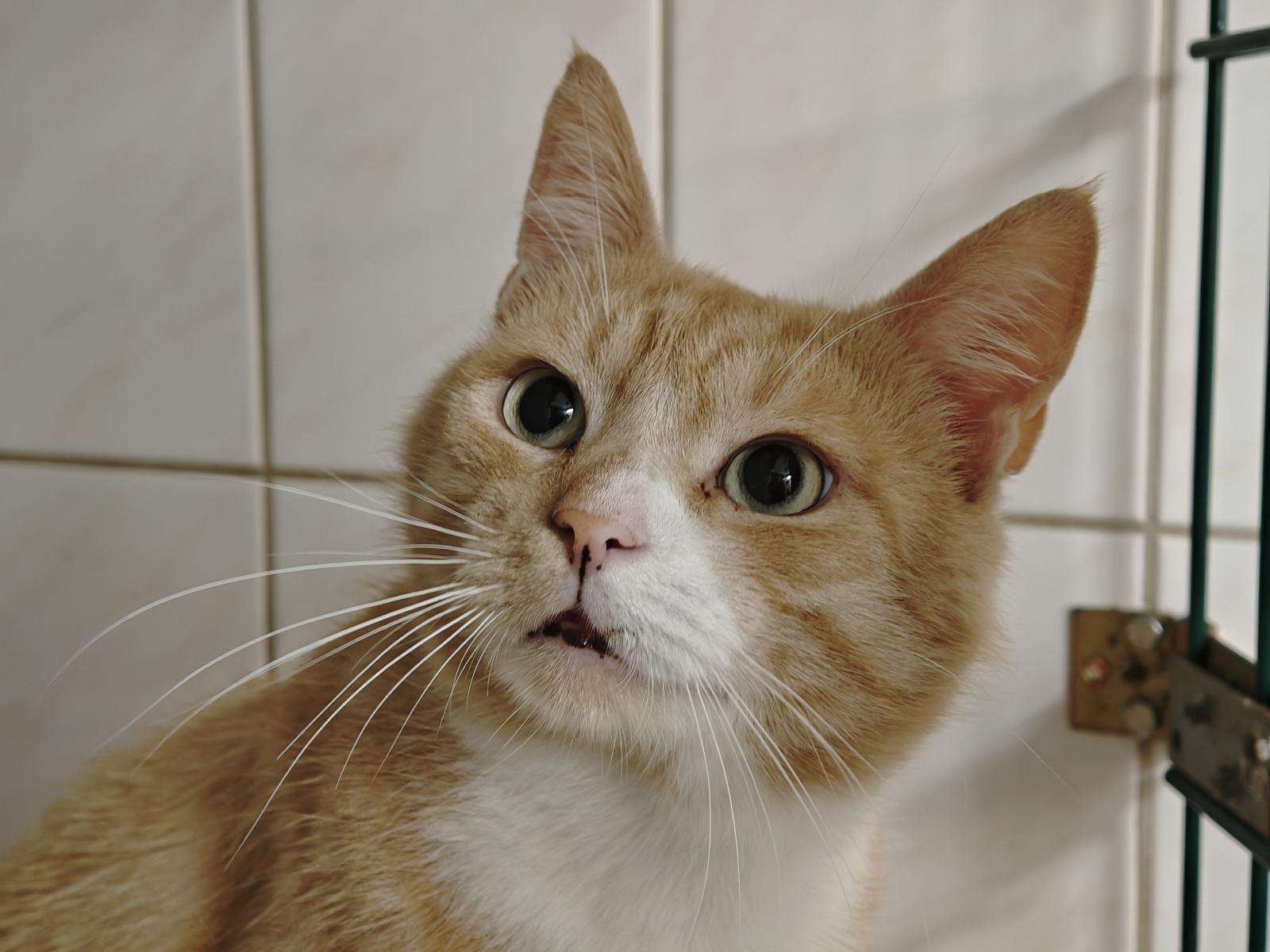 Katze Lancelot Zuhause gesucht Tierheim Hoffnung für Tiere