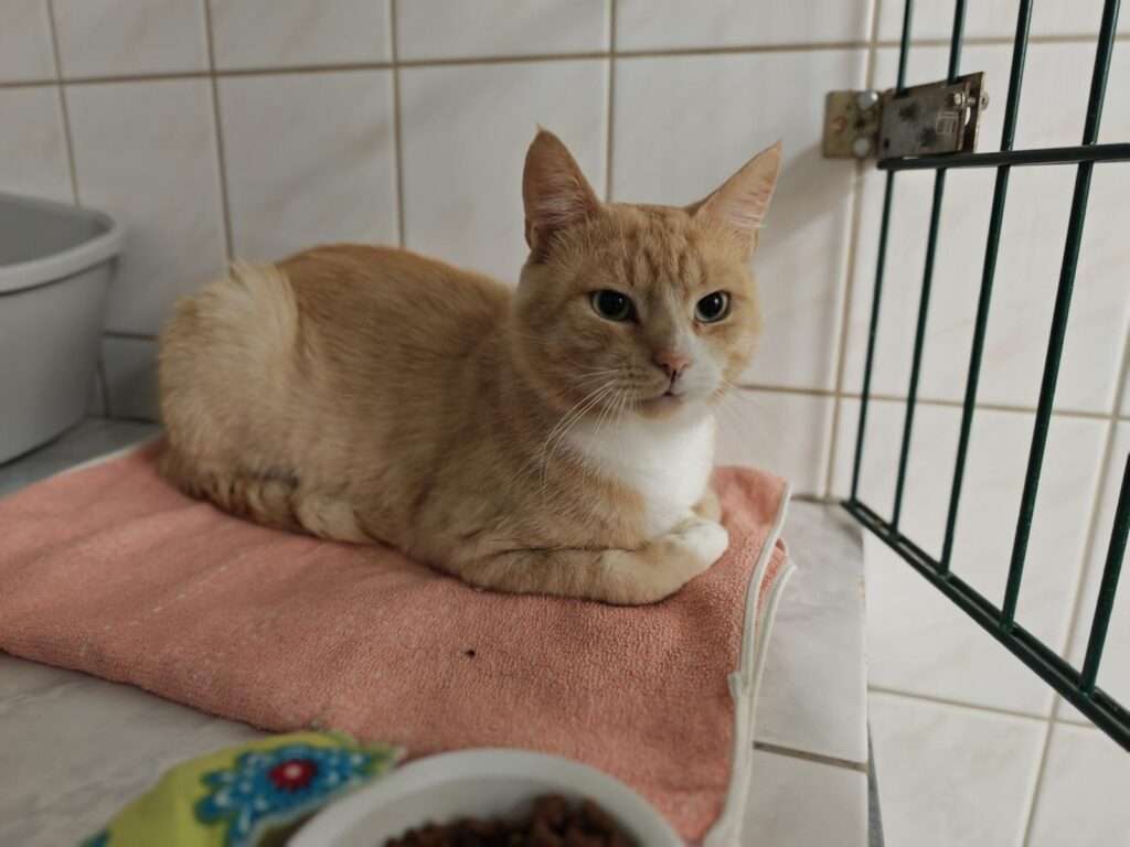 Lancelot_75_26 (6) Katze Lancelot Zuhause gesucht Tierheim Hoffnung für Tiere