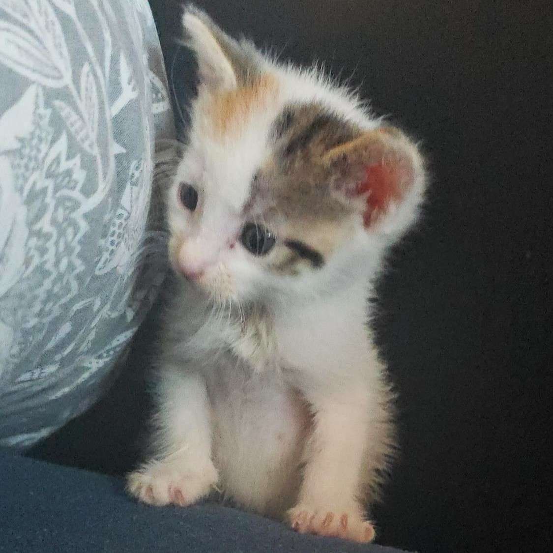 Maedchen1_G Start-ins-Leben-Paten gesucht Katzenkind
