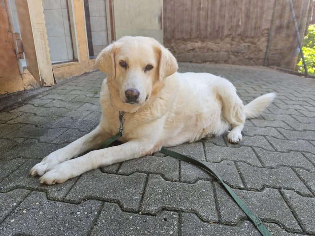 Hund Martha Zuhause gesucht Tierheim Hoffnung für Tiere Tierhoffnung
