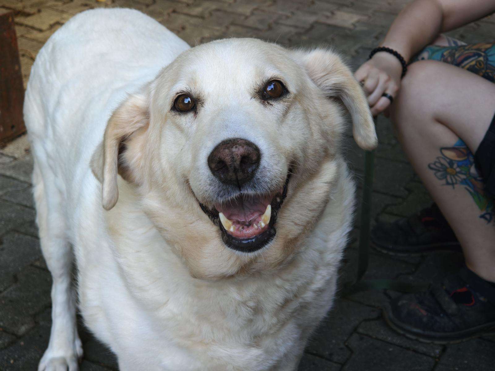 Hund Martha Zuhause gesucht Tierheim Hoffnung für Tiere Tierhoffnung